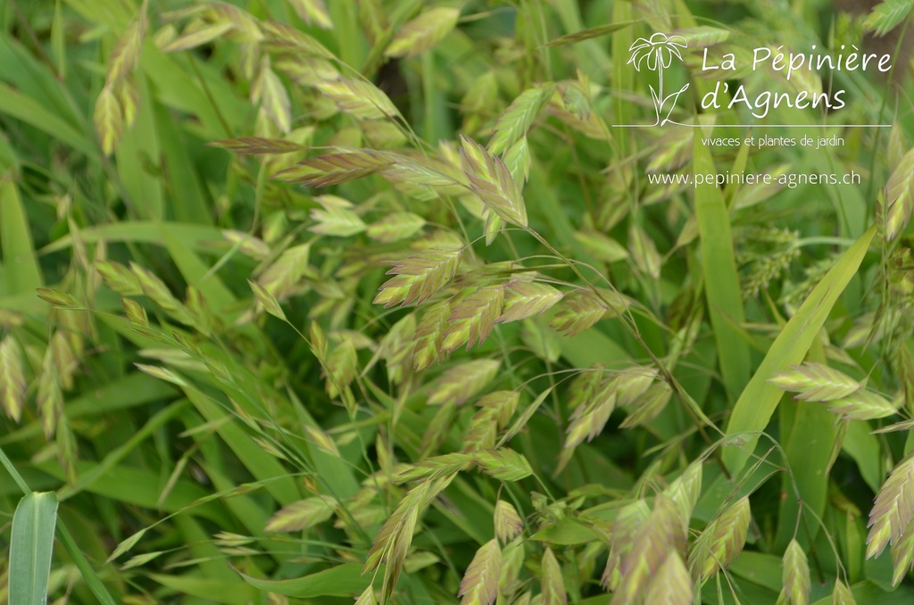 Assortiment plantes pour fleurs coupées (bouquet) - La Pépinière d'Agnens