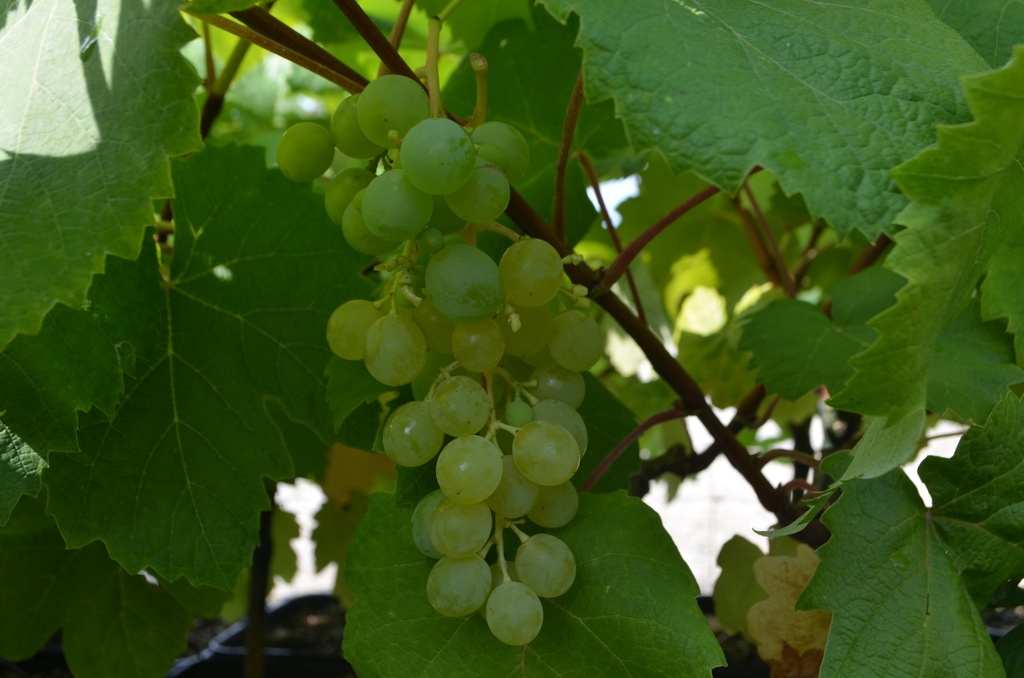 Assortiment découverte vignes (avec pépins) - La Pépinière d'Agnens