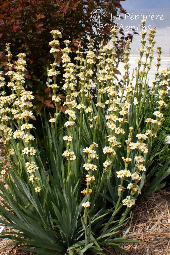 Assortiment plantes particulières rares - La Pépinière d'Agnens