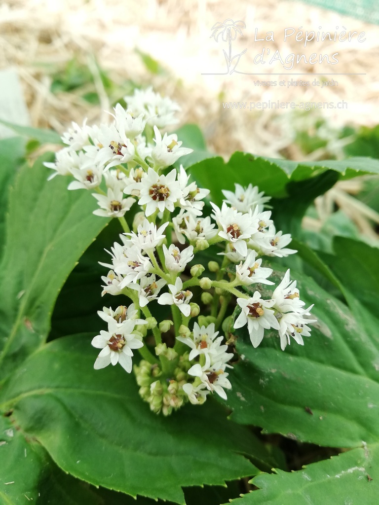 Assortiment plantes particulières rares - La Pépinière d'Agnens