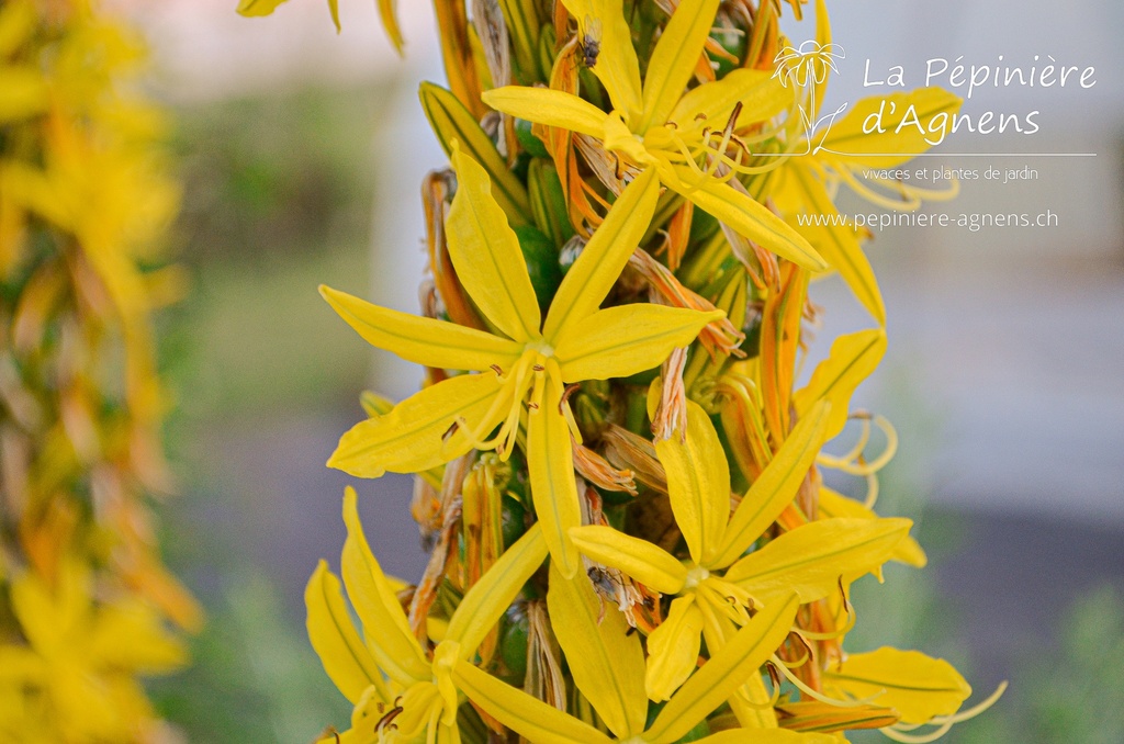 Assortiment plantes particulières rares - La Pépinière d'Agnens