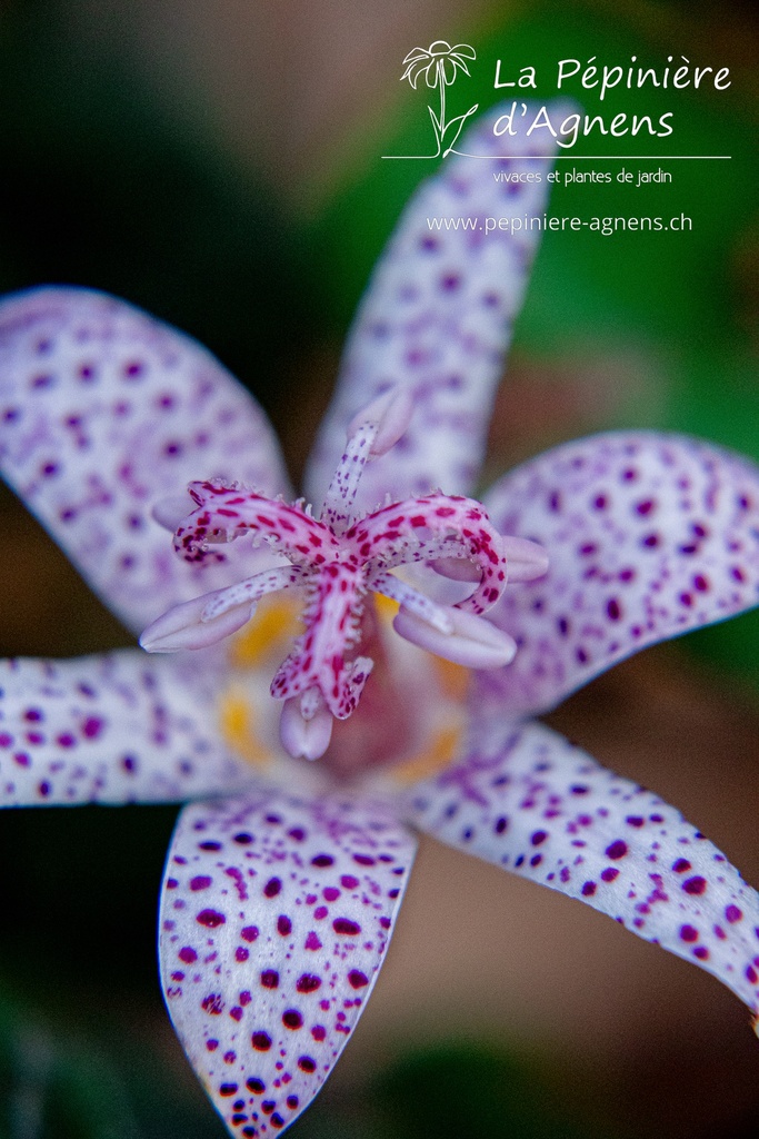 Assortiment plantes particulières rares - La Pépinière d'Agnens