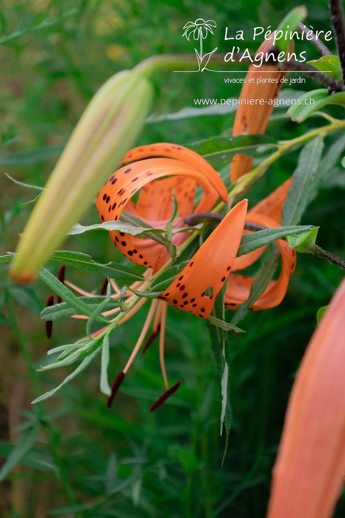 Assortiment plantes particulières rares - La Pépinière d'Agnens