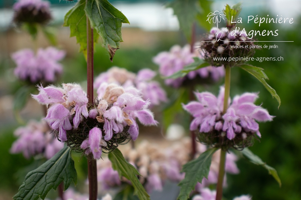Assortiment plantes particulières rares - La Pépinière d'Agnens
