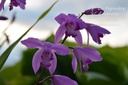 Bletilla striata - La pépinière d'Agnens