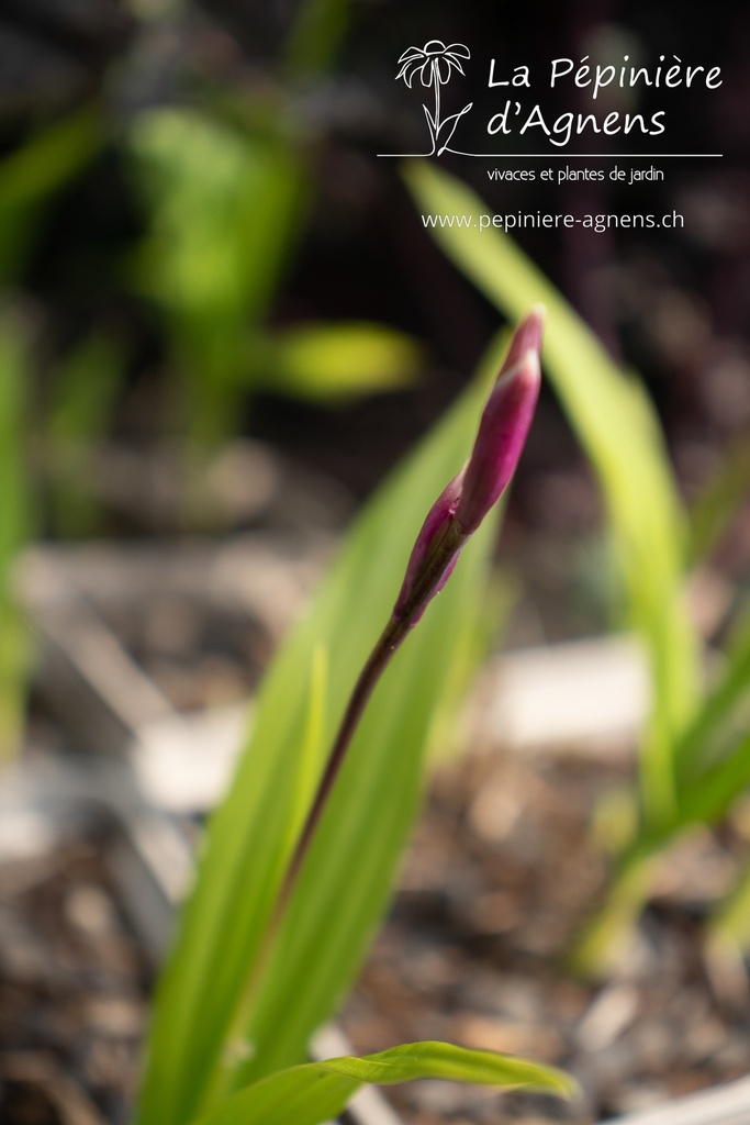 Bletilla striata - La pépinière d'Agnens