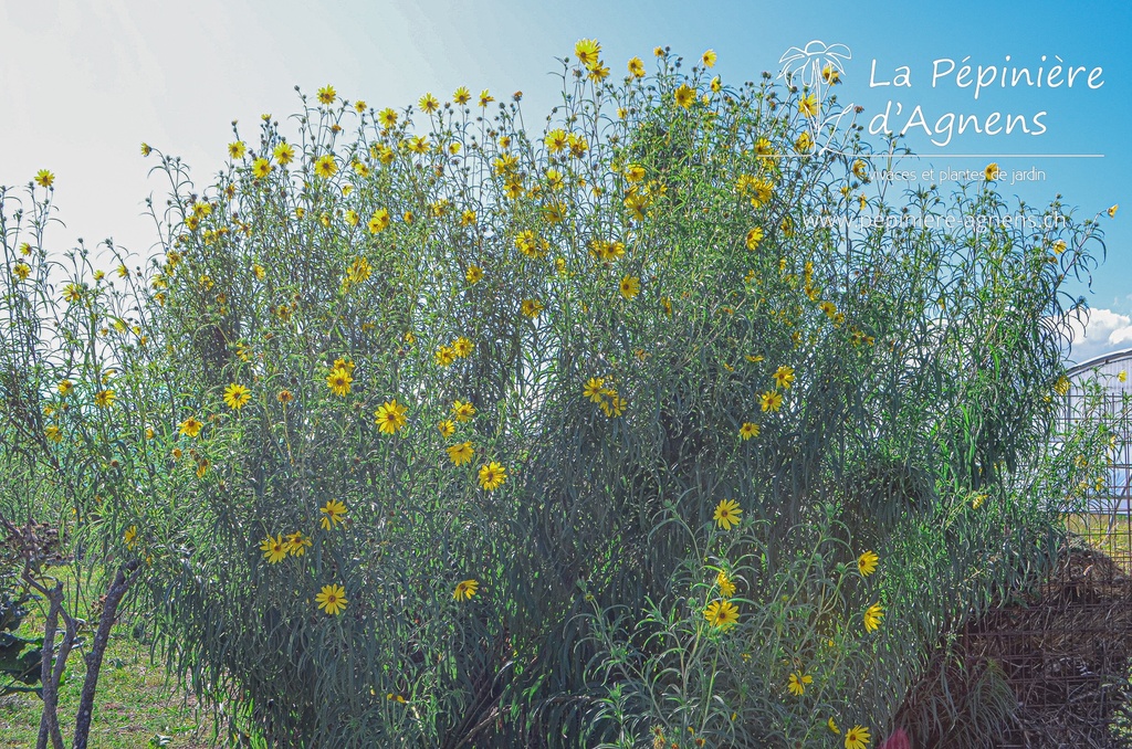 Assortiment plantes brise-vue (haie vivace)  - La Pépinière d'Agnens