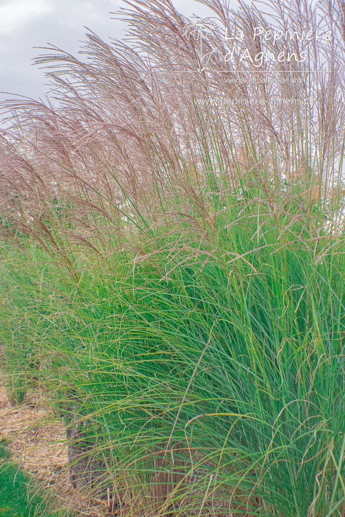 Assortiment plantes brise-vue (haie vivace)  - La Pépinière d'Agnens