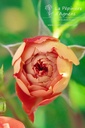 Rosa 'Carmen'- la Pépinière d'Agnens