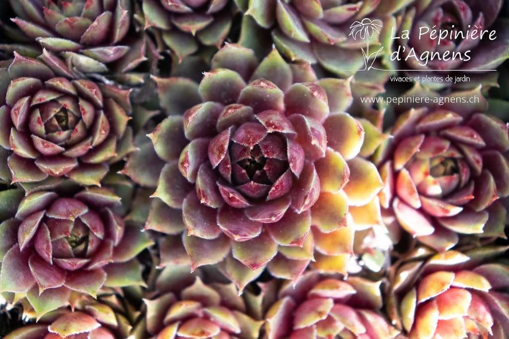 Assortiment petites plantes de rocaille (plantes grasses) - La Pépinière d'Agnens
