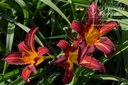 Assortiment découverte hemerocallis (Lys d'un jour)- La Pépinière d'Agnens