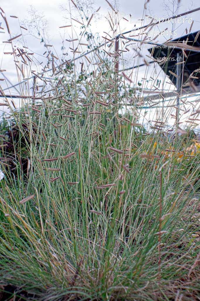 Bouteloua gracilis - La pépinière d'Agnens