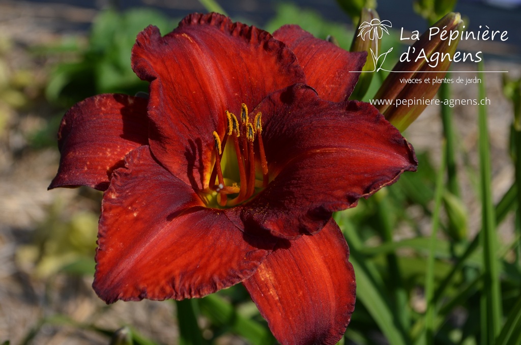 Assortiment découverte hemerocallis (Lys d'un jour) - La Pépinière d'Agnens