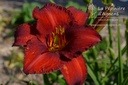 Assortiment découverte hemerocallis (Lys d'un jour) - La Pépinière d'Agnens
