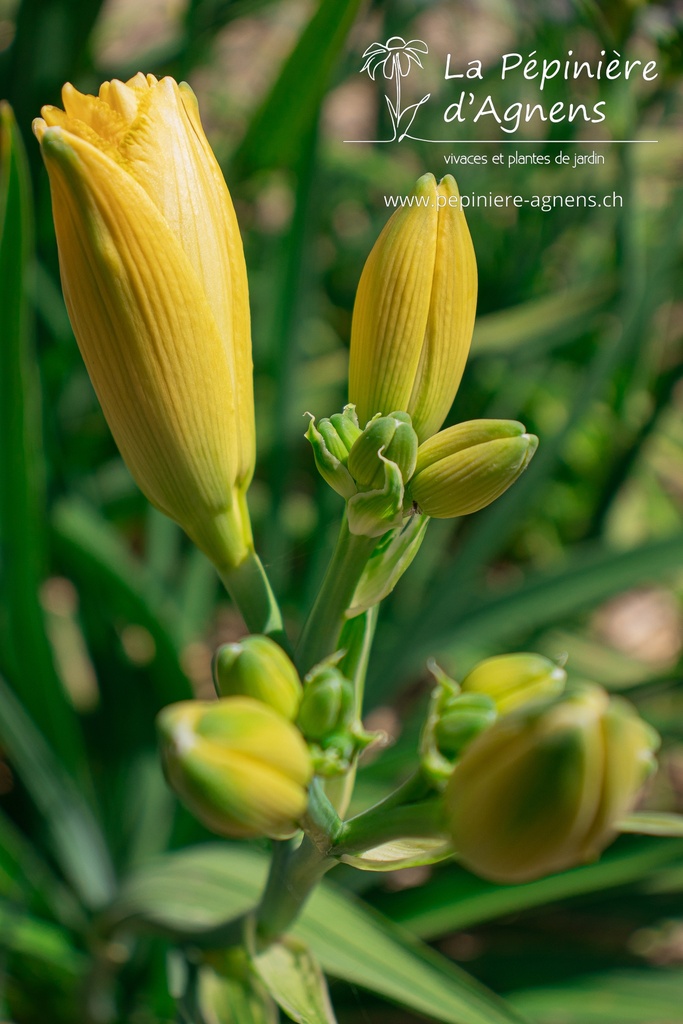 Assortiment découverte hemerocallis (Lys d'un jour) - La Pépinière d'Agnens
