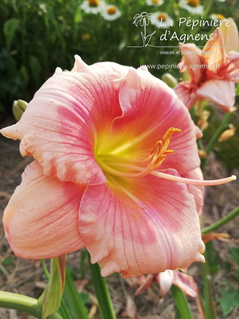 Assortiment découverte hemerocallis (Lys d'un jour) - La Pépinière d'Agnens