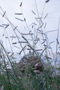 Bouteloua gracilis - La pépinière d'Agnens