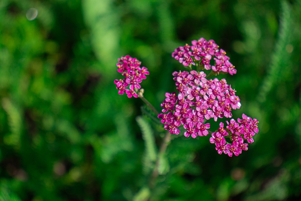 Achillea millefolium 'Cassis'-Pépinière d'Agnens