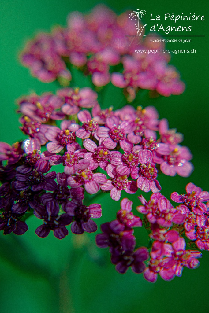 Achillea millefolium 'Cassis'-La Pépinière d'Agnens