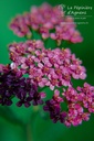 Achillea millefolium 'Cassis'-La Pépinière d'Agnens