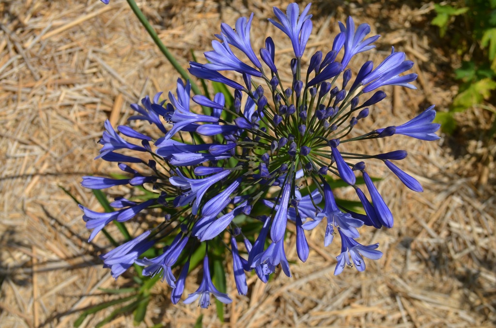 Agapanthus hybride 'Blue Triumphator' - La Pépinière d'Agnens