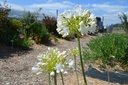Agapanthus hybride 'Polar Ice' - La Pépinière d'Agnens