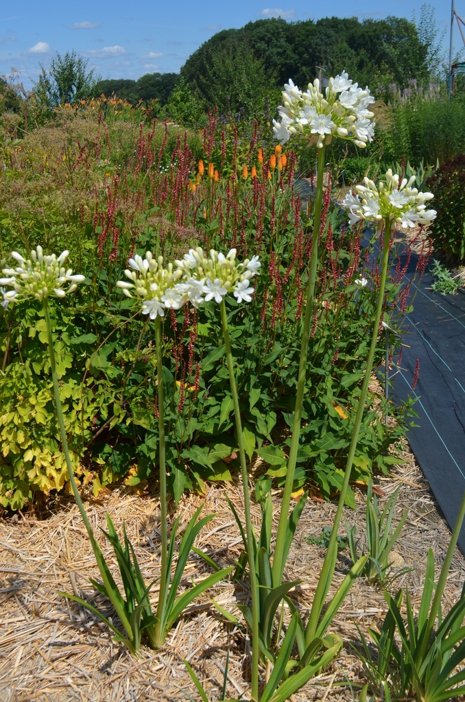 Agapanthus hybride 'Polar Ice' - La Pépinière d'Agnens