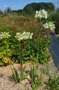 Agapanthus hybride 'Polar Ice' - La Pépinière d'Agnens