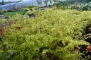 Adiantum pedatum - La Pépinière d'Agnens