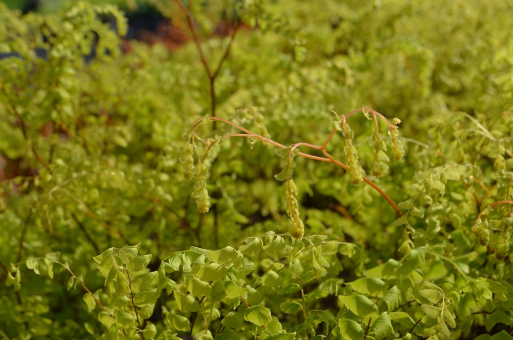 Adiantum pedatum - La Pépinière d'Agnens