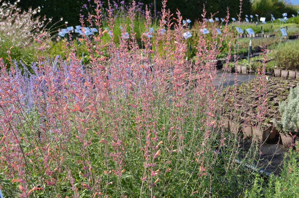 Agastache rugosa 'Firebird' - La Pépinière d'Agnens