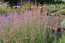 Agastache rugosa 'Firebird' - La Pépinière d'Agnens