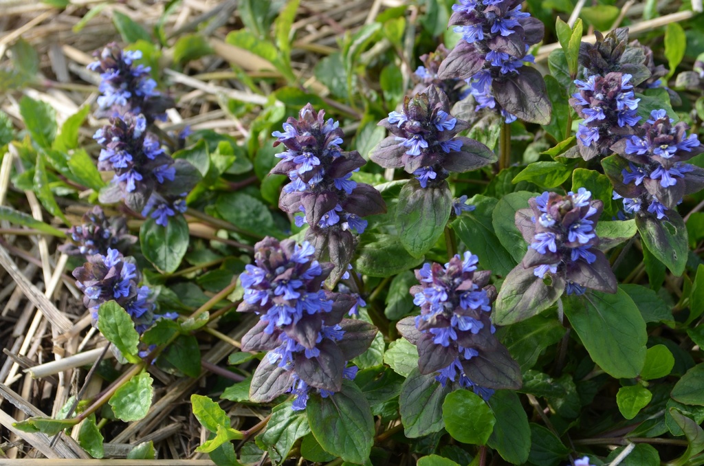 Ajuga reptans - La Pépinière d'Agnens