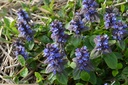 Ajuga reptans - La Pépinière d'Agnens