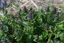 Ajuga reptans - La Pépinière d'Agnens