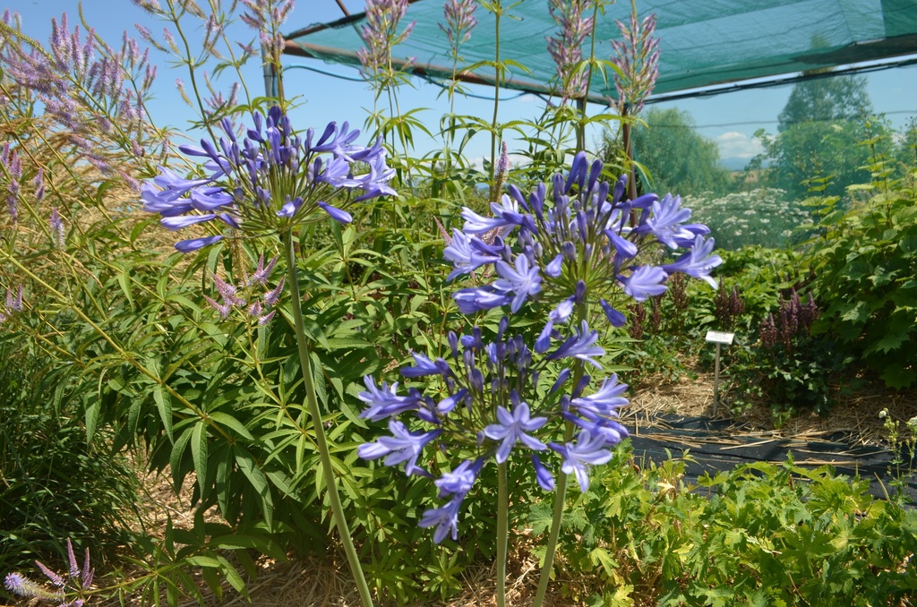 Agapanthus hybride 'Blue Triumphator' - La Pépinière d'Agnens