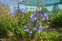Agapanthus hybride 'Blue Triumphator' - La Pépinière d'Agnens