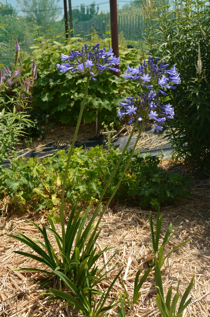Agapanthus hybride 'Blue Triumphator' - La Pépinière d'Agnens