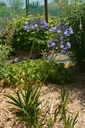 Agapanthus hybride 'Blue Triumphator' - La Pépinière d'Agnens