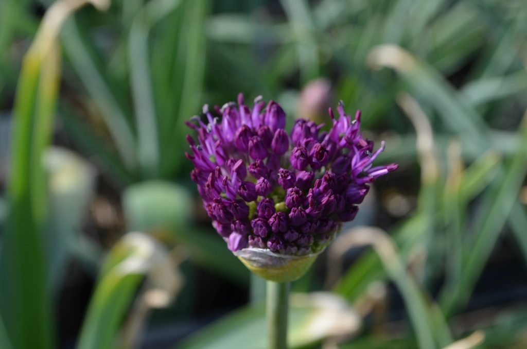 Allium aflatunense 'Purple Sensation' - La Pépinière d'Agnens