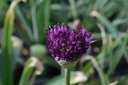 Allium aflatunense 'Purple Sensation' - La Pépinière d'Agnens