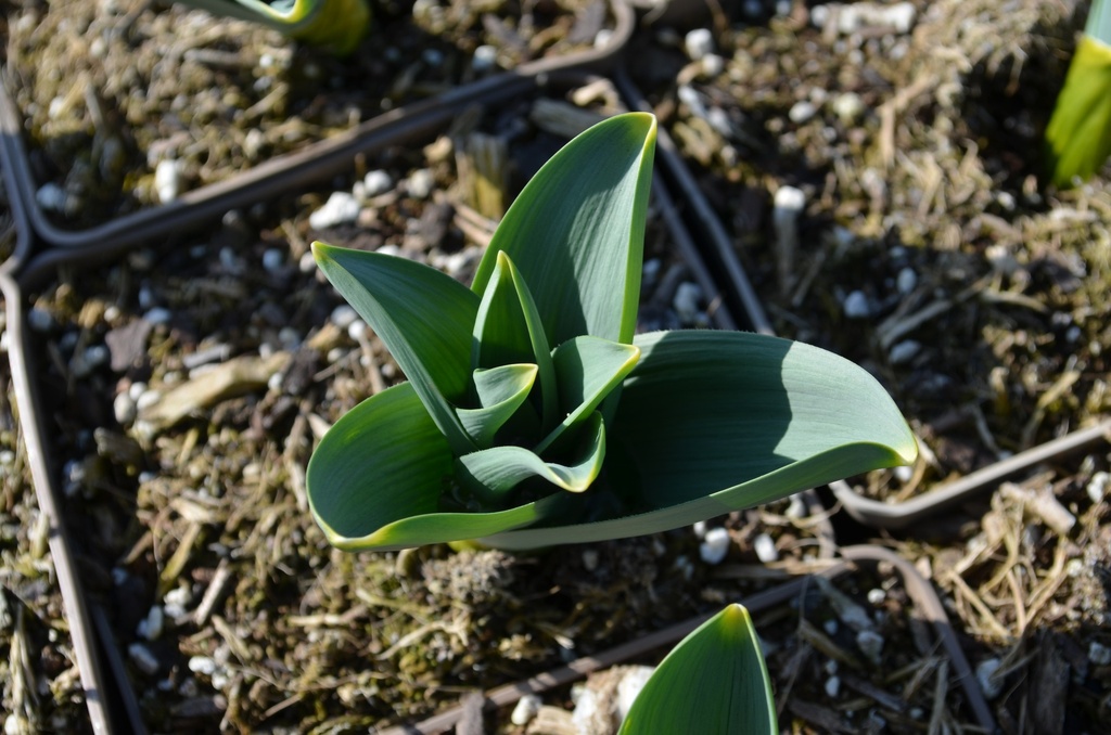 Allium 'Mount Everest' - La Pépinière d'Agnens