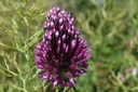 Allium sphaerocephalon - La Pépinière d'Agnens