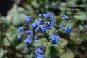 Brunnera macrophylla 'Jack Frost' ® - La pépinière d'Agnens