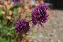 Allium sphaerocephalon - La Pépinière d'Agnens