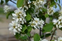 Amelanchier alnifolia 'Northline' - La Pépinière d'Agnens