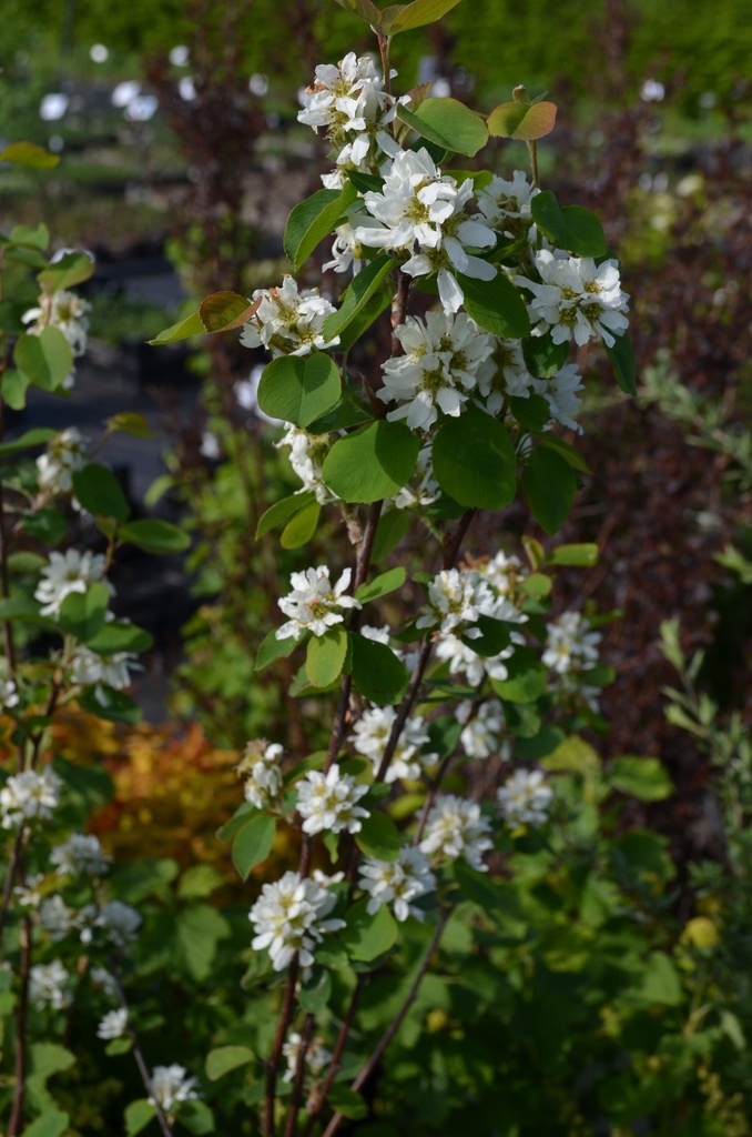 Amelanchier alnifolia 'Northline' - La Pépinière d'agnens
