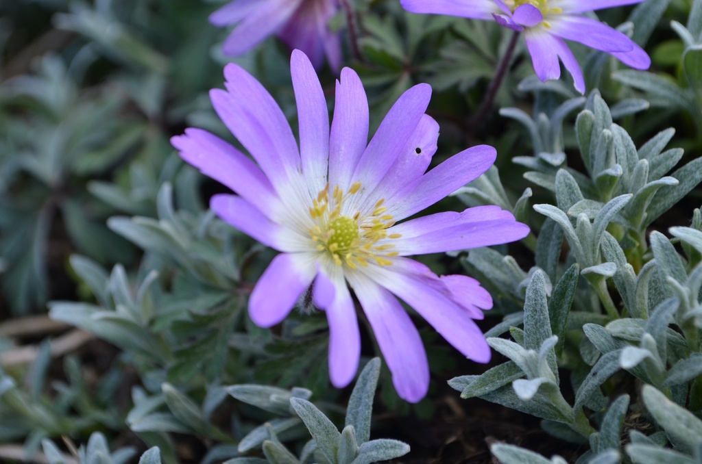 Anemone blanda 'Charmer' - La pépinière d'Agnens