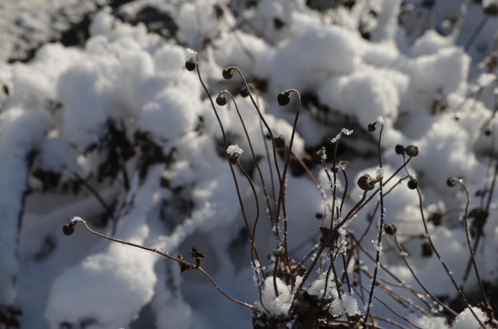 Anemone hybrida 'Honorine Jobert' - La pépinière d'Agnens