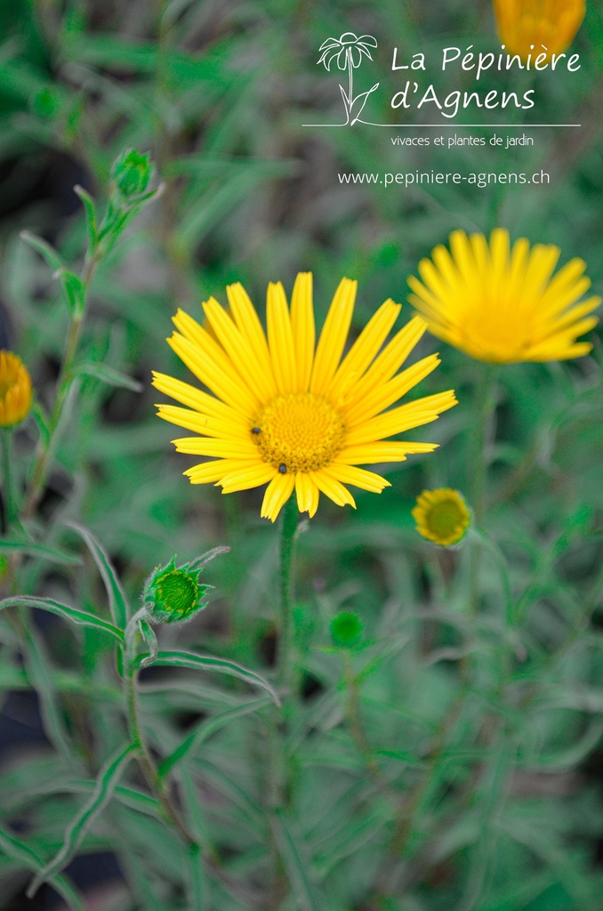 Buphthalmum salicifolium - La pépinière d'Agnens